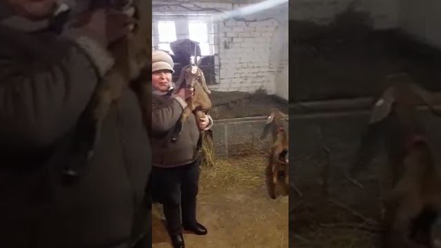 Отзыв покупателей о породе Англо-Нубийская от компании Эльстадо \ Продажа скота из Европы смотреть онлайн