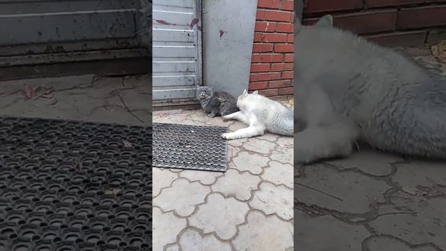 Лучшие друзья смотреть онлайн