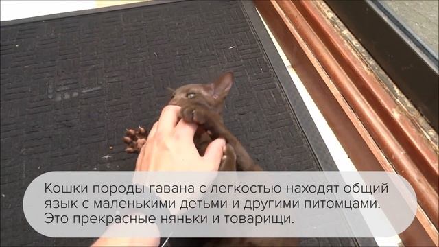 Кошка Гавана. Все о породе Гавана Браун смотреть онлайн