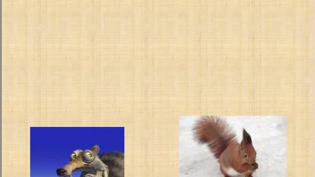 34_Білки ВІДЕО смотреть онлайн