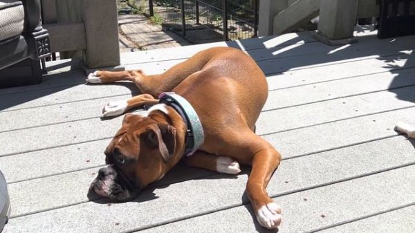 Happy weekend Uriy, Astrid and Dusya!!!!! Боксёр собака! БОСТОН ТЕРЬЕР!