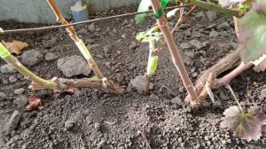 Северное виноградарство - на что ориентироваться и немного экзотики.