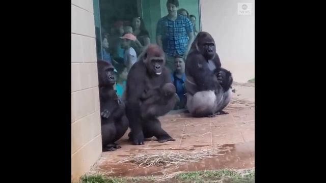 Wow!! Gorillas reaction too rain. Credit for video goes to original owner смотреть онлайн
