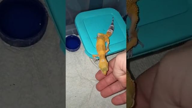 Ответ на вопрос. Можно ли держать эублефаров в руках? смотреть онлайн