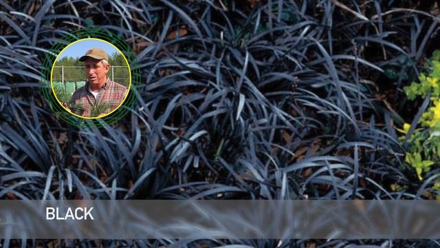 Mondo Grass | Ophiopogon Japonicus | Lawn Alternative | Ground Cover