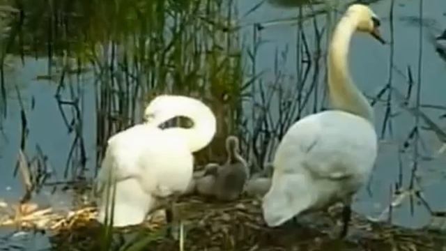 Две Души... смотреть онлайн