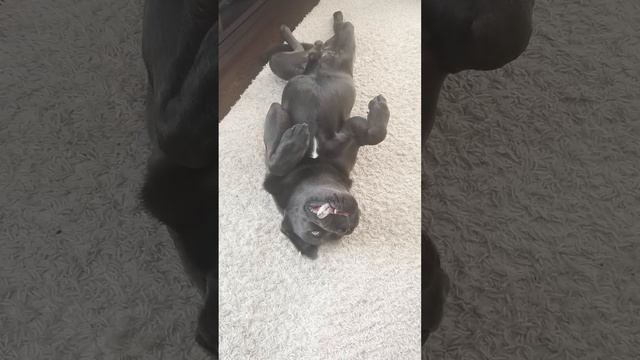 Кане корсо 11 месяцев "Ням-ням.." #canecorso #canecorsopuppy #puppy 11 months смотреть онлайн