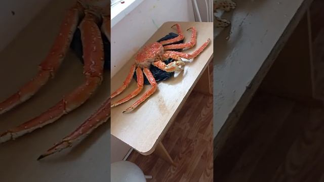 краб большой смотреть онлайн