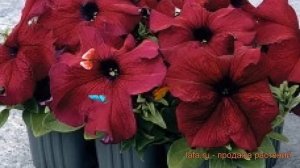 Петуния грандифлора Суперкаскад Бургунди ? обзор: как сажать, семена петунии Суперкаскад Бургунди