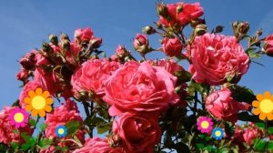 Роза плетистая Свит Лагуна (Sweet Laguna). Краткий обзор, описание характеристик, где купить саженц