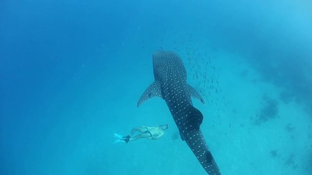 Гигант океана смотреть онлайн