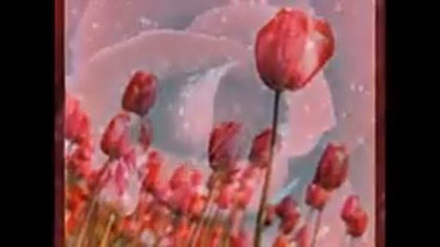 Мое слайд-шоу "цветы" смотреть онлайн