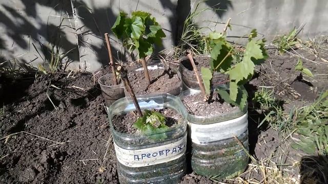 Как сохранить вегетирующие саженцы винограда до следующей весны.