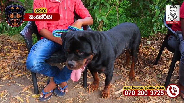 ලක්ෂ 80ක රොට්වයලර් ගැන්සියක් ඉන්න ලංකාවේ සුපිරිම පොට් එක | Rottweiler Dog -  Sadun Perera | Nilame