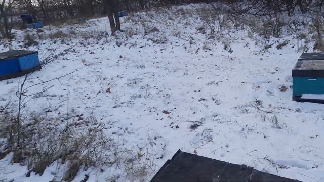 Продолжаем завозить пчел в зимовник. смотреть онлайн