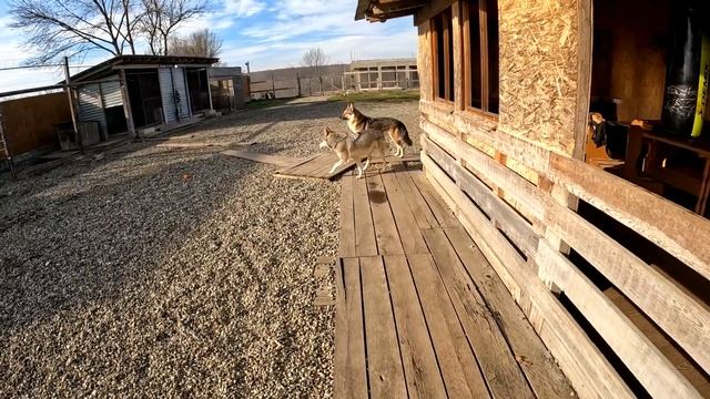 АЛЬФА ВОЛЧИЦА РЕШИТЕЛЬНО АТАКУЕТ ДВОРНЯГУ !!! Жизь Колобка под угрозой, конец дружбы.. Волки атакую смотреть онлайн