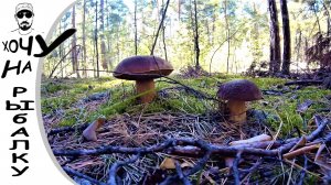 ПОСЛЕДНИЕ ДВА ДНЯ ЛЕТА. рыбалка и лес, грибы и щука