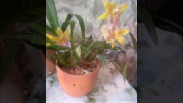 #GVOS2020 m Miltonia Sunset смотреть онлайн
