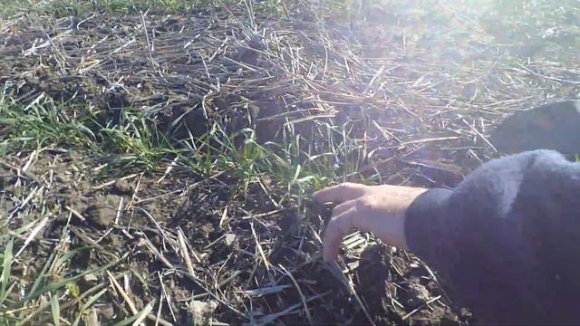 Оз. пшеница на 8 ноября 2020г. смотреть онлайн