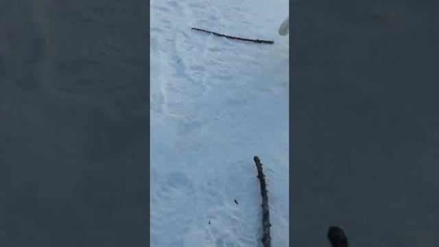 Друг человека) смотреть онлайн