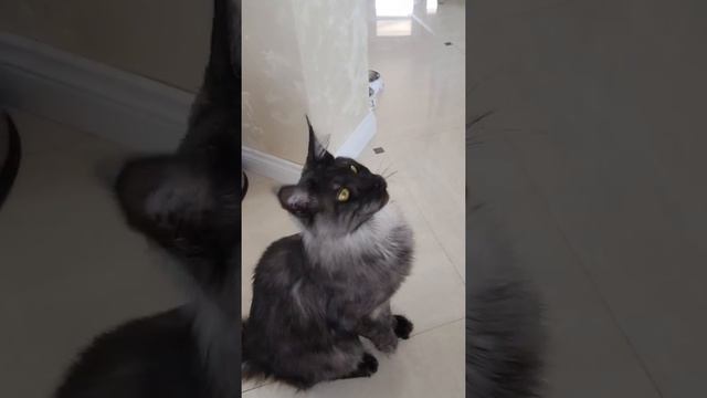 Огромный#мейн-кун смотреть онлайн