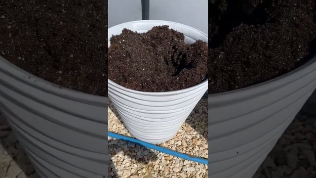 Делаем из маленького кашпо -большое! #петуния #петунии #черенки#кашпо #кашподляцветов#красота #сады смотреть онлайн