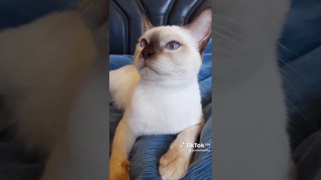 тайский котик Лукас Элегант степ, шоколад пойнт.