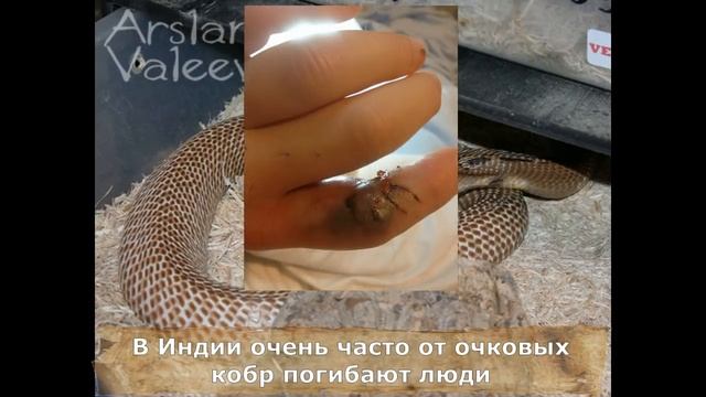 УКУСЫ ЯДОВИТЫХ ЗМЕЙ. Часть 2. Effects of venomous snake bites смотреть онлайн