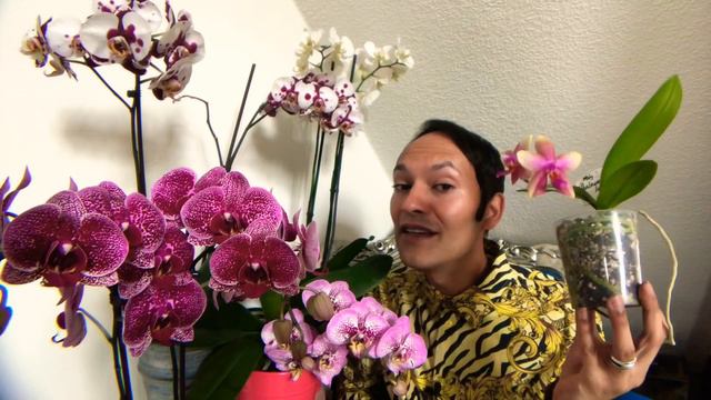 Onze mooie orchidee de Phalaenopsis Hoe verzorg ik hem? смотреть онлайн