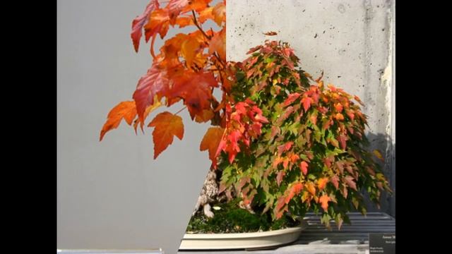 Bonsai Training Guide for Acer ginnala смотреть онлайн