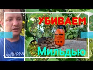 Обработка винограда от болезни «Мельдью» своими руками. Краснодарский край. Грибок на винограде.
