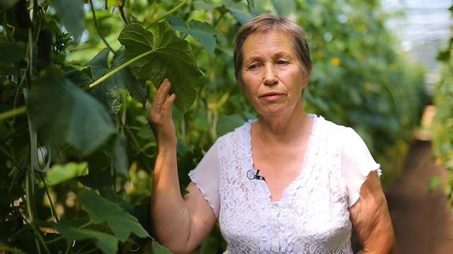 Урожайный, скороспелый и очень вкусный огурец Зятек от агрофирмы Гавриш! смотреть онлайн