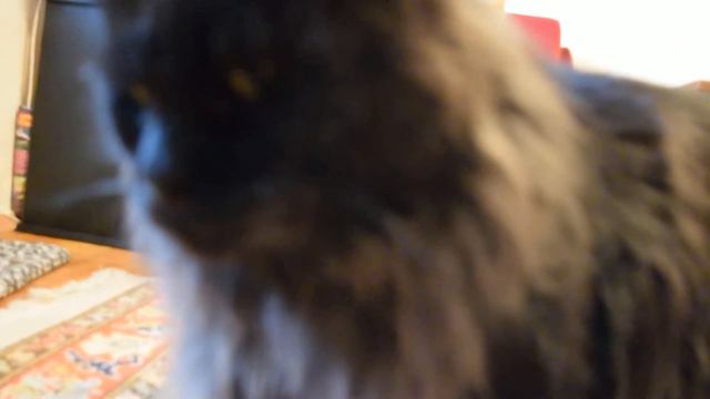 Коты мейн кун смотреть онлайн