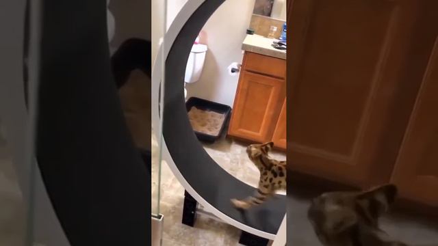 #meme #memes смотреть онлайн