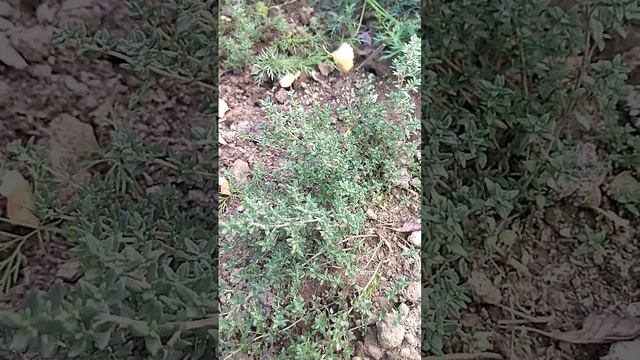 Вырастила тимьян, он имеет аромат и будет расти на этом месте несколько лет - приятная приправа смотреть онлайн