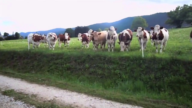 Джаз для коров смотреть онлайн