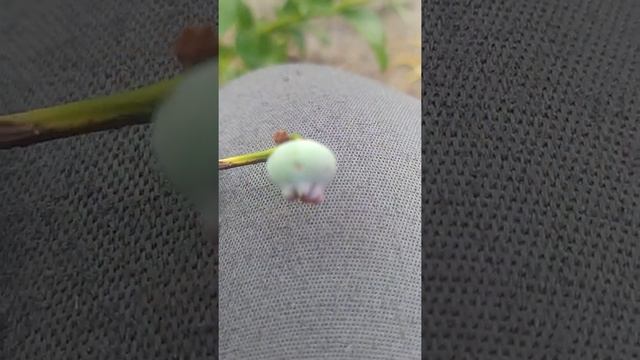 Бактериальный Рак Голубики. Смотреть до конца,думал что корневая гниль. О болезнях голубики. Крот. смотреть онлайн