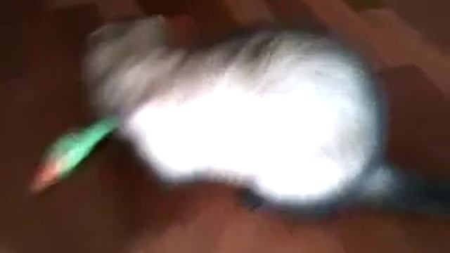 Хорек Максик.mp4 смотреть онлайн