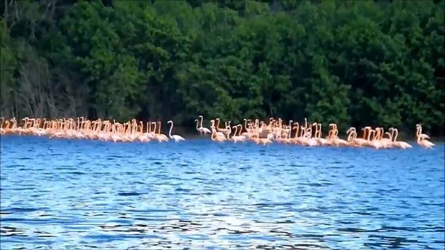 Celestun (Mexico). Селестун, Мексика смотреть онлайн