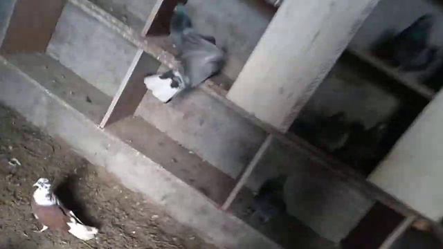 С ПРАЗДНИКОМ 23 ФЕВРАЛЯ смотреть онлайн