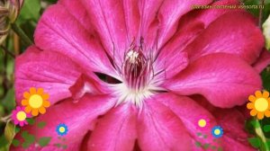 Клематис гибридный Рэд Пэшн. Краткий обзор, описание характеристик clematis Red Passion