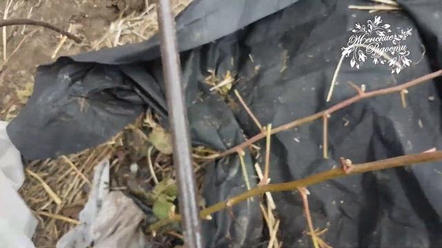 Как перезимовала моя ежевика! смотреть онлайн