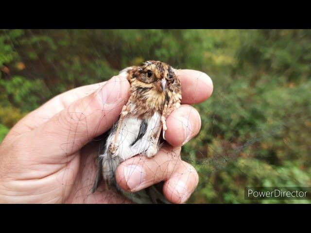 Ловля певчих птиц 28 августа 2021 год. смотреть онлайн