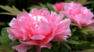 Очень Красивая Музыка Для души! Бесконечно прекрасная...Saxophone*