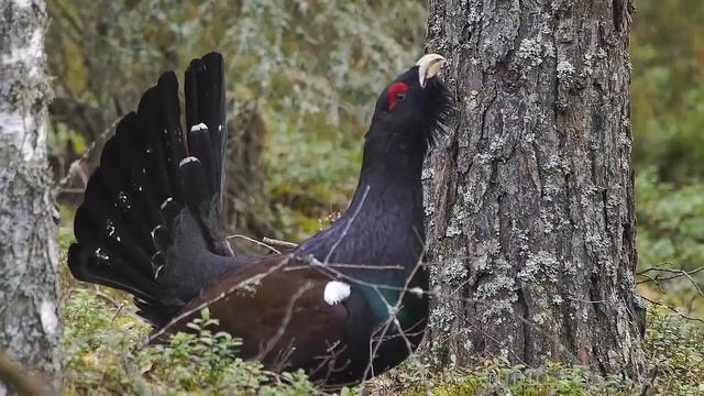 Глухарь - птица 2020 года (Tetrao Urogallus) _ Film Studio Aves.mp4