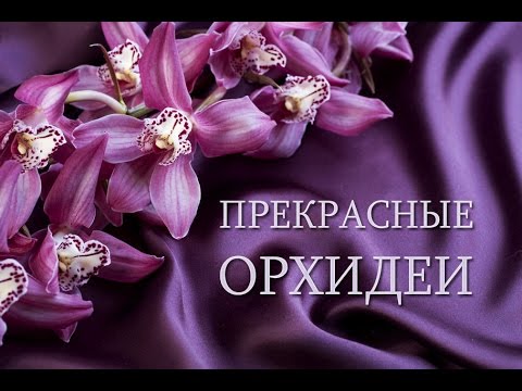 Прекрасные цветущие орхидеи смотреть онлайн