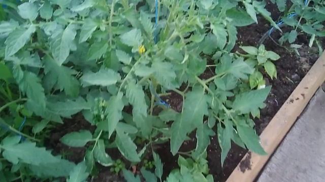 ДВОЙНЫЕ МАКУШКИ У ТОМАТОВ . РАЗДВОЕННЫЕ СТЕБЛИ У ТОМАТОВ.ЧТО ДЕЛАТЬ . смотреть онлайн