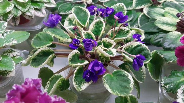 Мини фиалки | Fialki64.ru