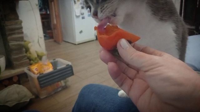 Худею. Тарелочки. От каких продуктов ,я отказалась,чтобы похудеть ? смотреть онлайн