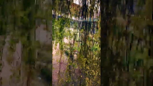 Питер Санкт Петербург Карликовая береза - Peter St Petersburg Dwarf birch#shorts смотреть онлайн